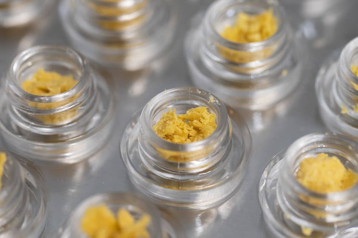 A group of yellow cbd jars filled with yellow THCA sand.