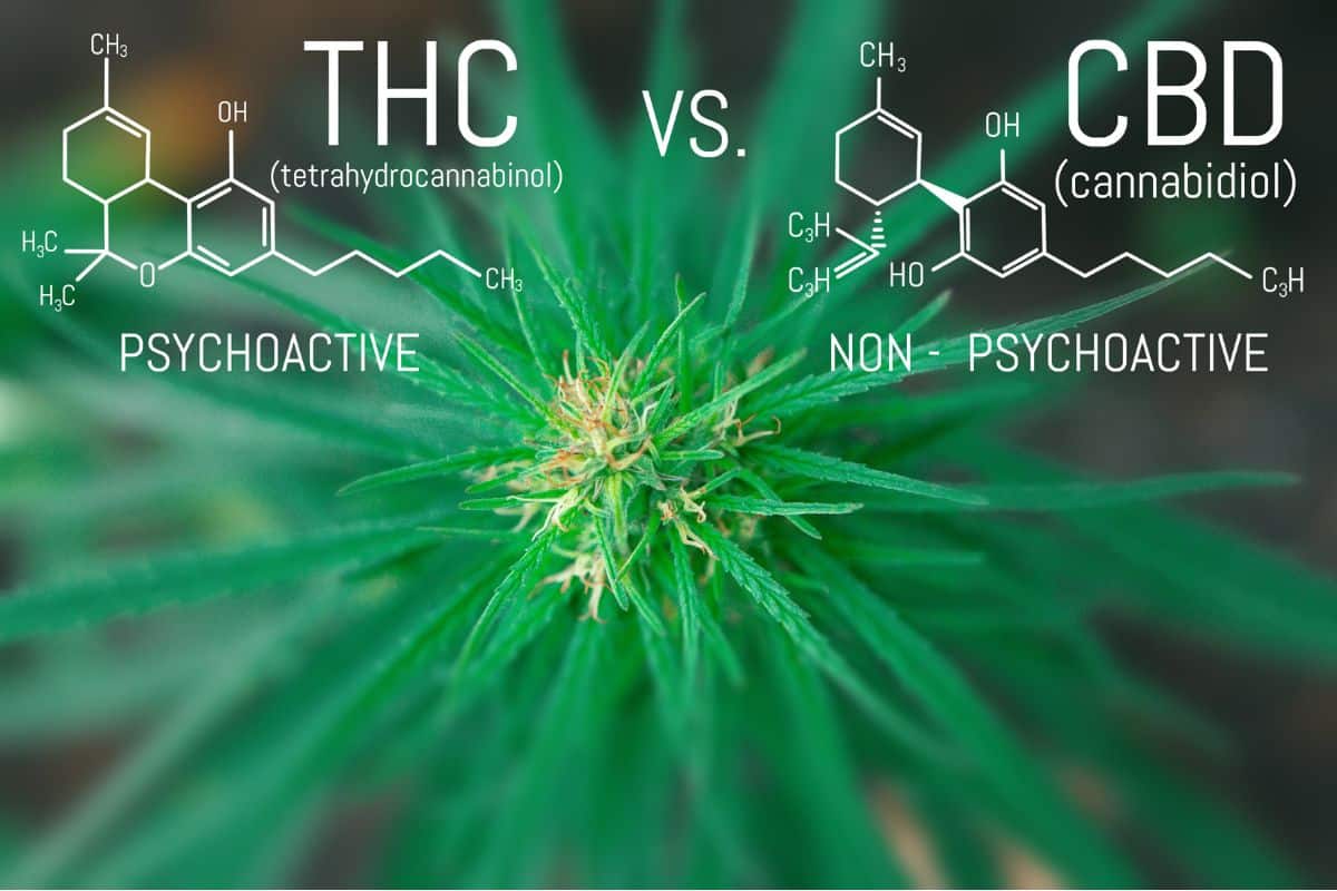 THC and CBD chemical formula written on the image with marijuana plant