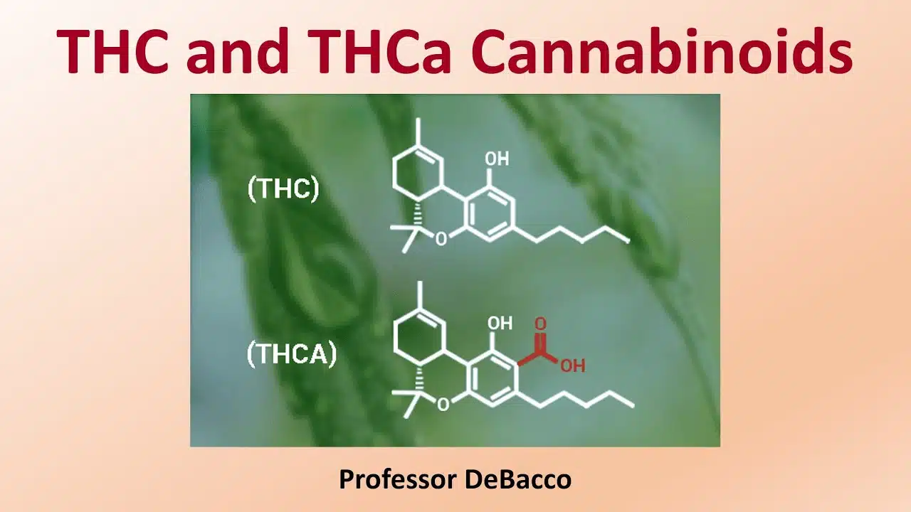 Explore the pricing of online THCA flower.