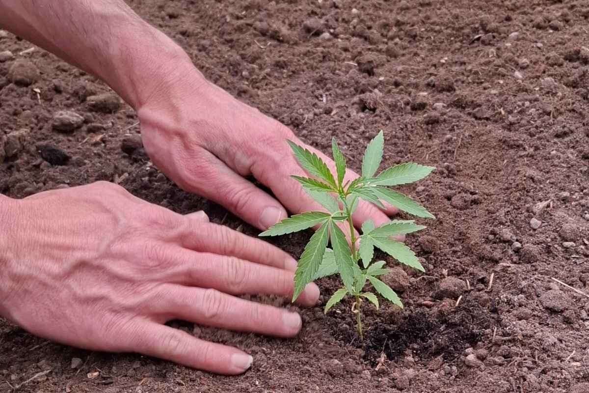 A person is growing a cannabis plant legally