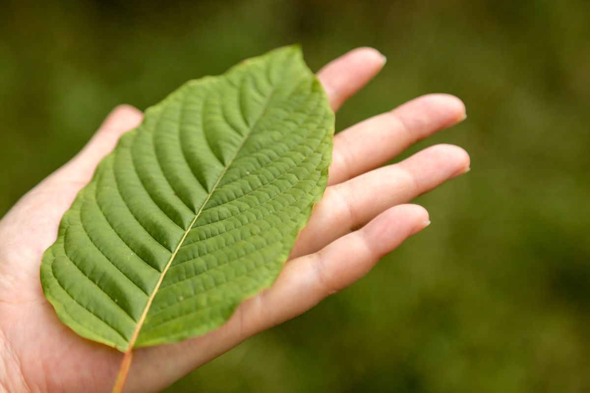 A person holding yellow vein kratom plant's leaf on his hand