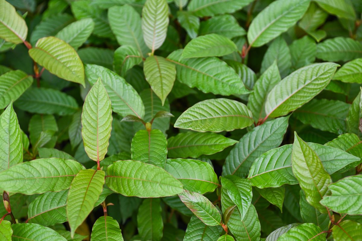 Red vein kratom plants grown together