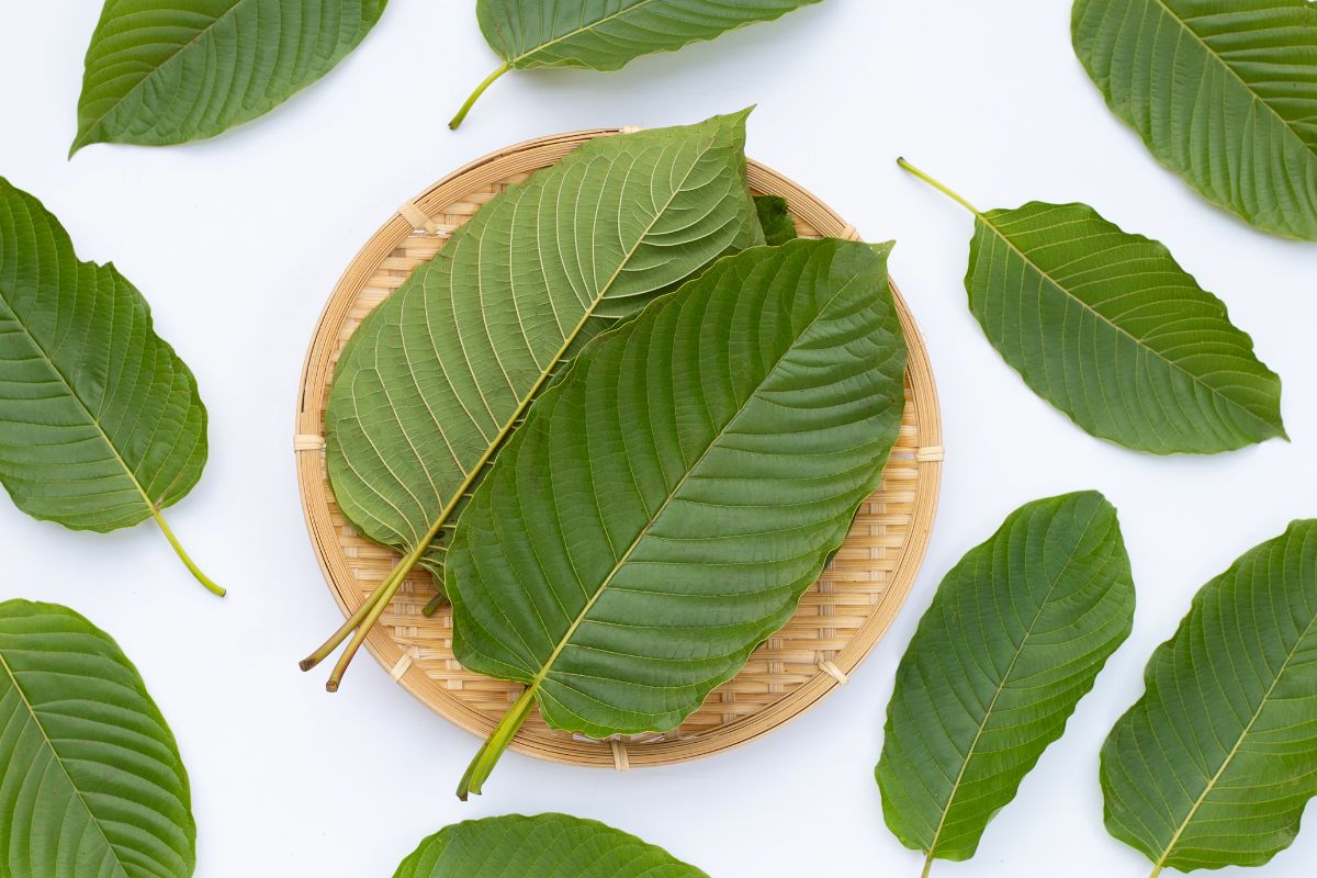 The leaves of the green vein kratom plant kept together.