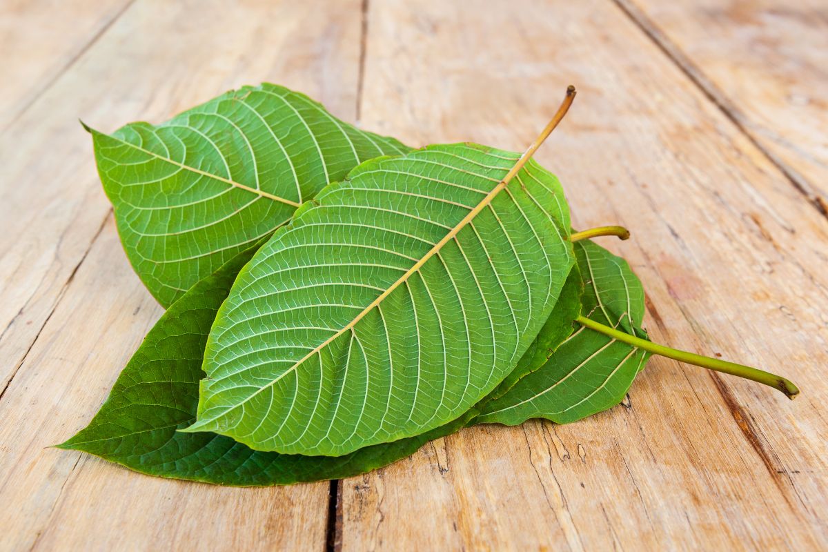 White vein Kratom plant's leaves kept together