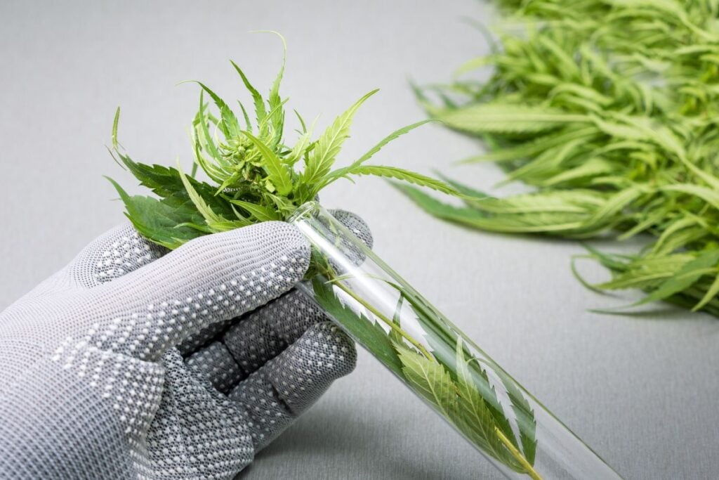 A person testing for thcp in the cannabis plant