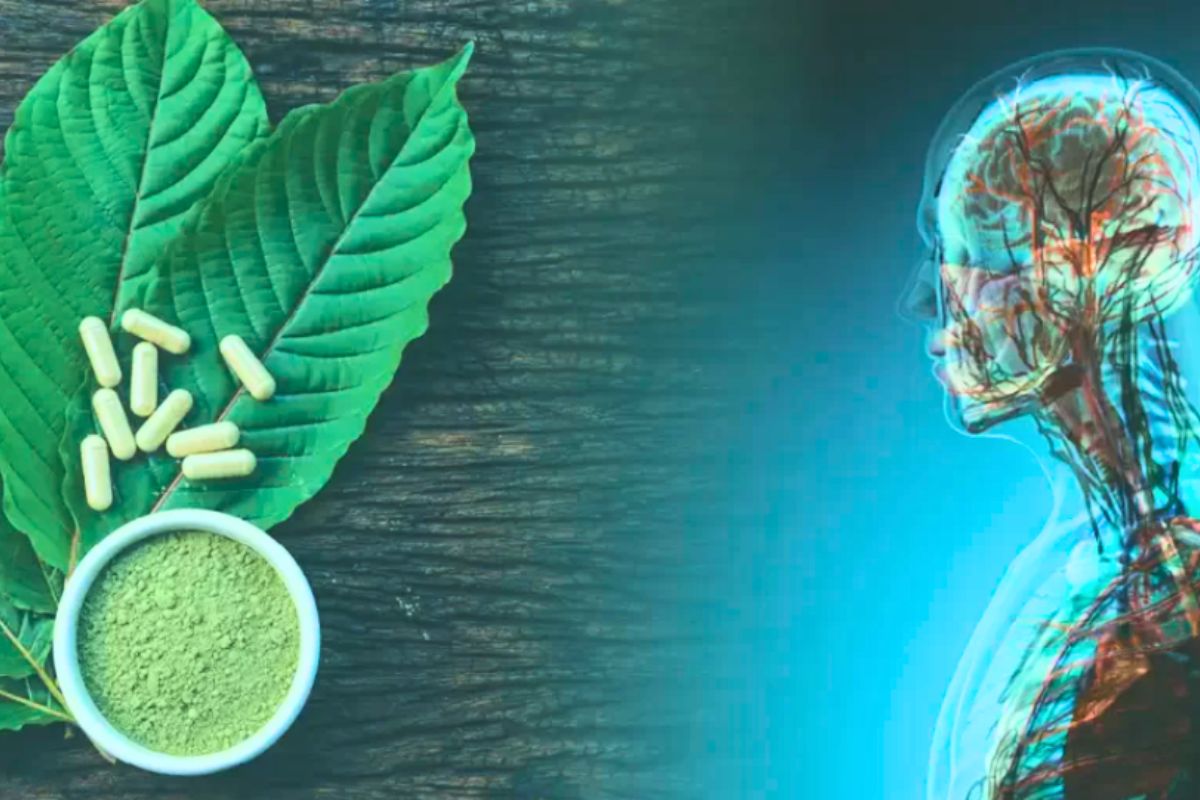 Kratom leaves and tablets with human endocannabinoid system on the right side of the image