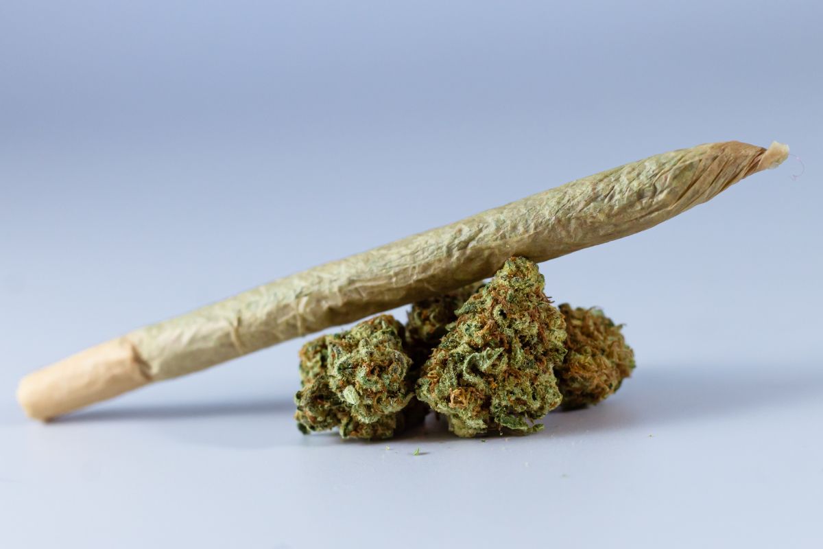 A king-size cone of cannabis placed alongside cannabis buds