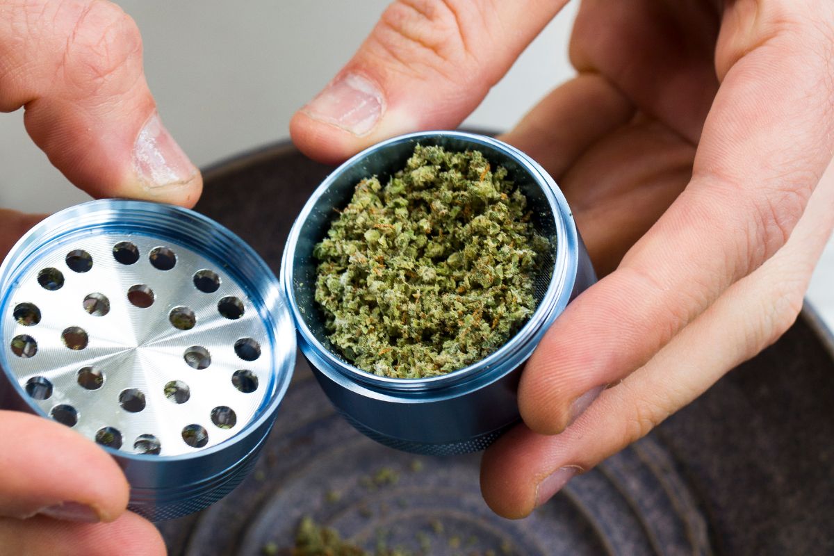A person showing grinded cannabis buds